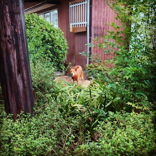 Guard dog. So brave.