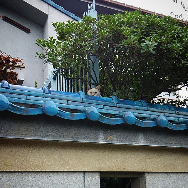 Ninja neko says ohayogozaimasu!