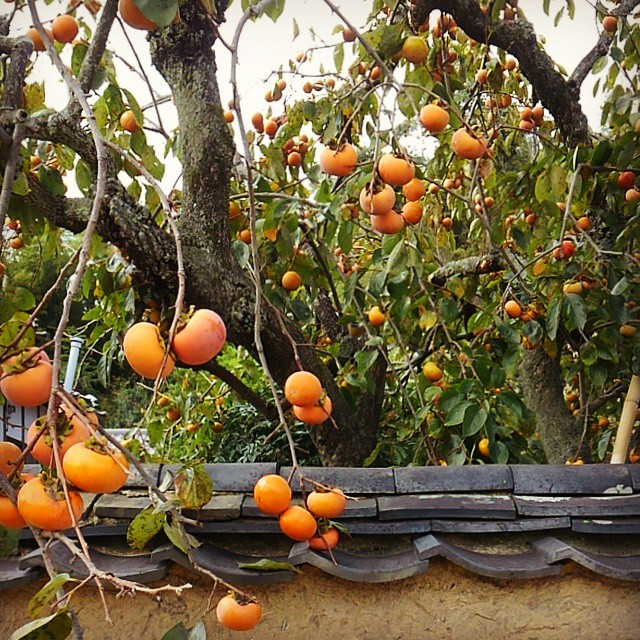 Persimmons. In season.