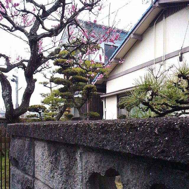More local plum blossoms