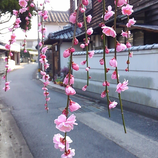 Weeping plum blossoms on the way to my kindergarten graduation.