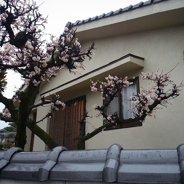 The grand prize winner for dramatic and gnarled plum blossoms goes to...
