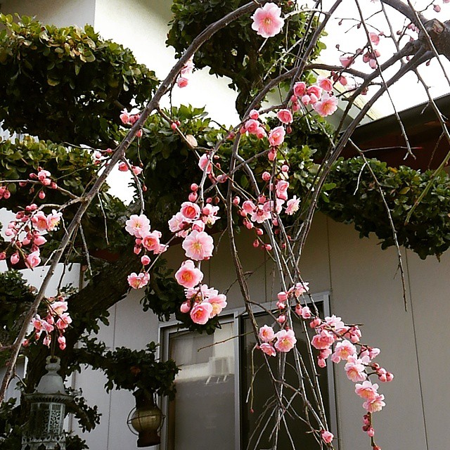 Daily plum blossoms